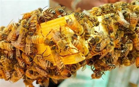 家里有蜜蜂代表 天德八字